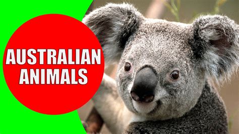 Australian animals for children, Kids learn Australian animal sounds & t... | Australia animals ...