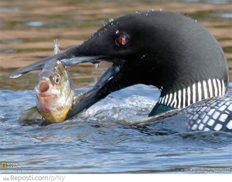 Do Ducks Eat Fish? - Owlcation