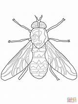 Desenho De Mosca Doméstica Para colorir  Desenhos E sketch template