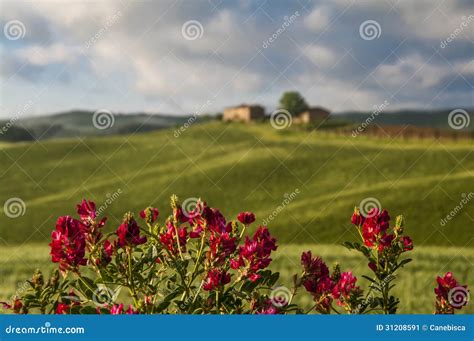 Farm in Tuscany,Italy stock image. Image of nature, scene - 31208591