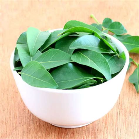 Fresh South Indian Curry Leaves Exporters In India | Shiva Ruthra Exports