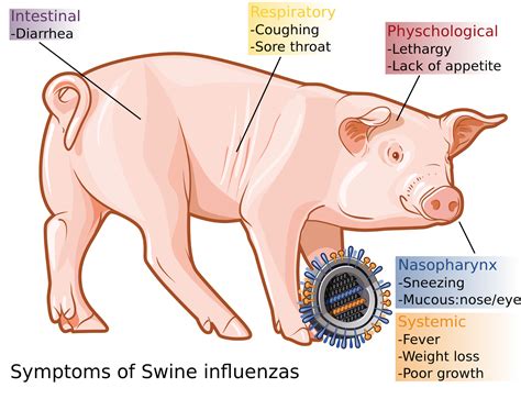 Swine Flu Risk Factors and Precautions - Health and Disease