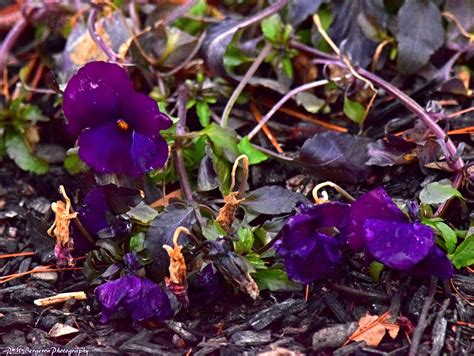 Pansies alive and well on February 1, 2020, as seen in a flowerbed at Glen Foerd Estate in ...