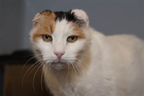 Deaf Cat Saved From Streets; Finds The Perfect New Owner Who Shares ...