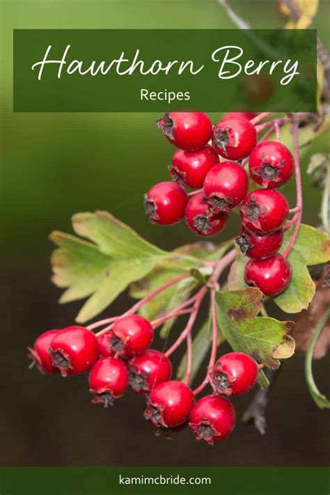 3 Heart-Healthy Hawthorn Berry Recipes You Have to Try - Kami McBride