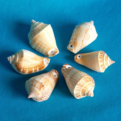 Cone Shells Conus Drilled Shells 1 Hole Beach Decor or | Etsy