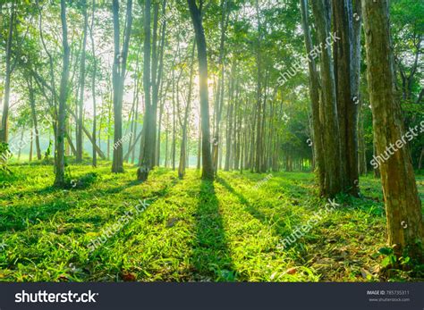 forest with sunlight background. Nature and outdoor background Sunlight, Farmland, Photo Image ...