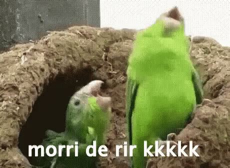 Morrendoderir Papagaio Rindo Risada Louco GIF - LOL Parrot Laughing - Discover & Share GIFs