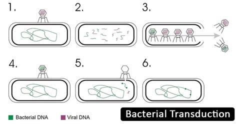 Generalized Transduction In Bacteria