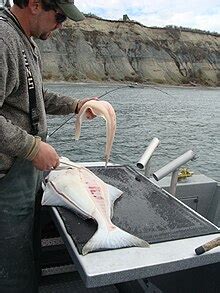 Halibut - Wikipedia