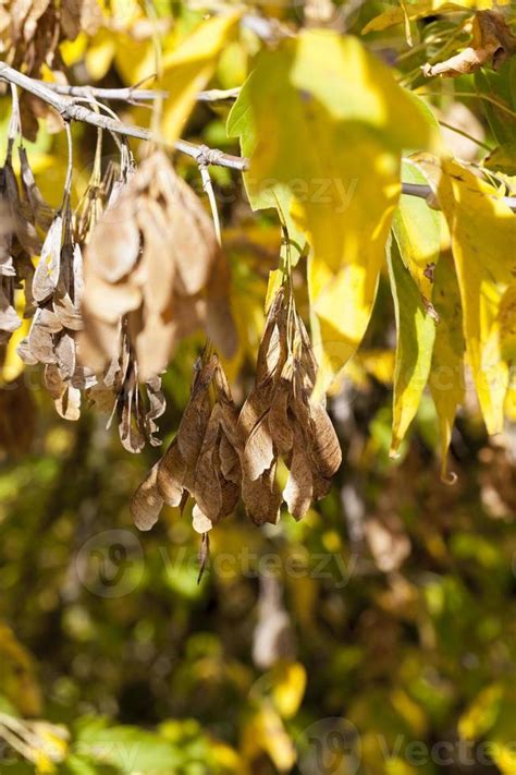 Yellow maple foliage 9490771 Stock Photo at Vecteezy