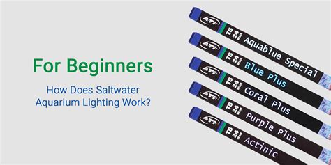 Saltwater Aquarium Lighting for Beginners - ATI North America