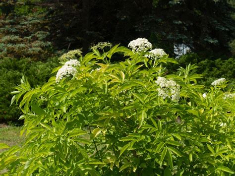 Elderberry Transplant Guide: Learn About Moving An Elderberry Bush