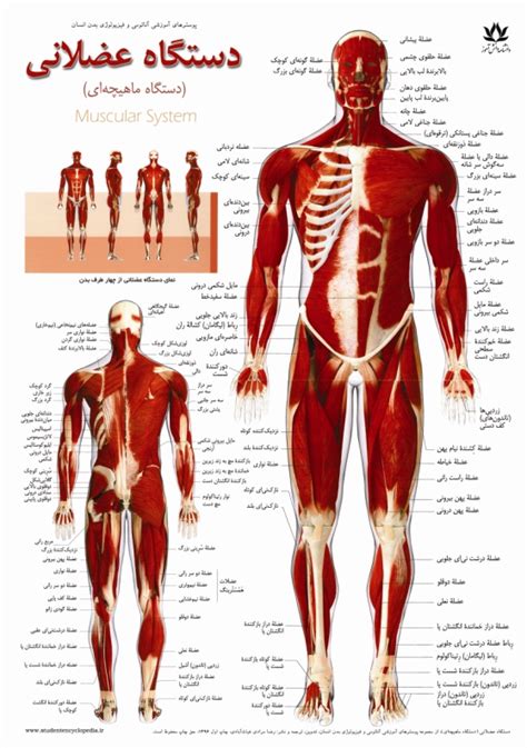 پوستر آموزشی دستگاه عضلانی یا ماهیچه ای « پوسترهای آموزشی دانشنامه دانش ...