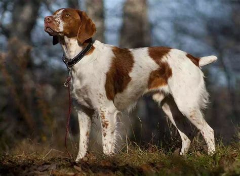 Top 10 Hunting Dog Breeds in the World | Brittany dog, Hunting dogs ...