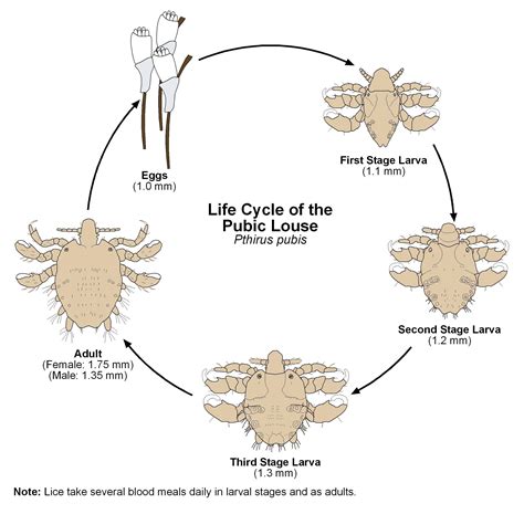 Pubic Lice (Crabs STD): Symptoms, Causes, Treatment, Pictures