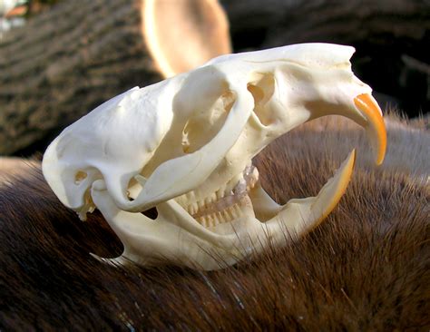 Muskrat Skull by FossilFeather on DeviantArt