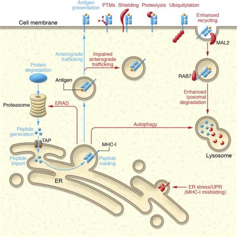 JCI - Immune MAL2-practice: breast cancer immunoevasion via MHC class I ...