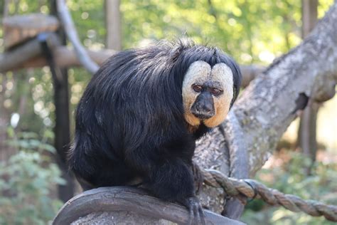 White-faced Saki Monkey | Our Animals | Fort Wayne Children's Zoo