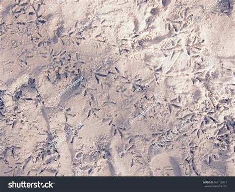 Sand Background Texture Wallpaper Stock Photo 563169814 | Shutterstock