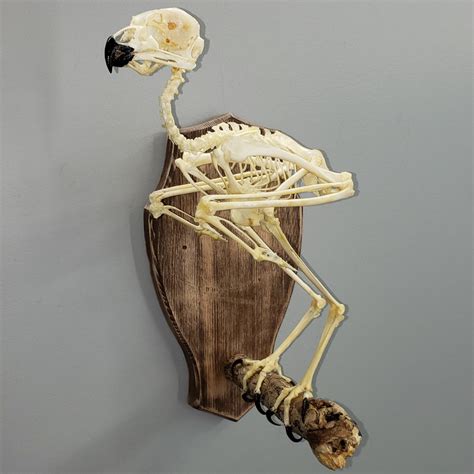 Spotted Eagle Owl Skeleton A – SkullStore Inc.