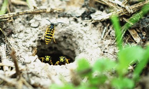 Do Wasps Nest in the Ground? | Pests Banned