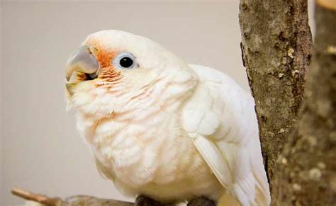 Goffin Cockatoo Behavior, Pet Care, Diet, And Personality