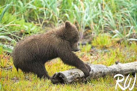 Funny grizzly bear cubs playing |Funny Animal