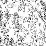 Spices Drawing At GetDrawings  Free Download sketch template