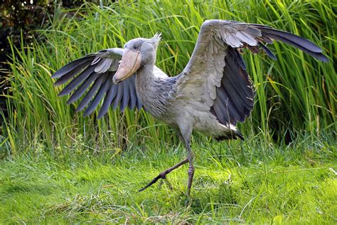 Shoebill Stork Native Habitat Online | dakora.com.co