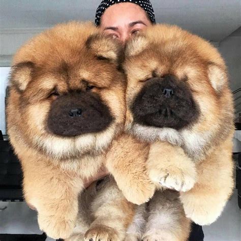 fluffy puppies and dogs Chowchow. (@worldofchowchow) on Instagram: “So Fluffy #Worldofchowchow ...