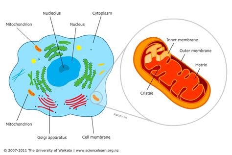 Mitochondria – cell powerhouses — Science Learning Hub