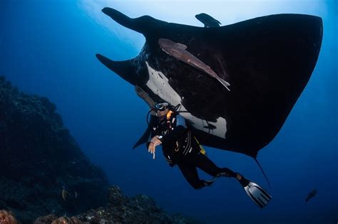 The Importance of Tourism: Manta Ray Conservation - Nautilus Adventures