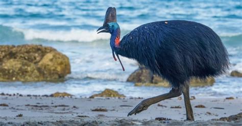 Cassowary Size Guide: Their Height, Weight, and Record Size! - IMP WORLD