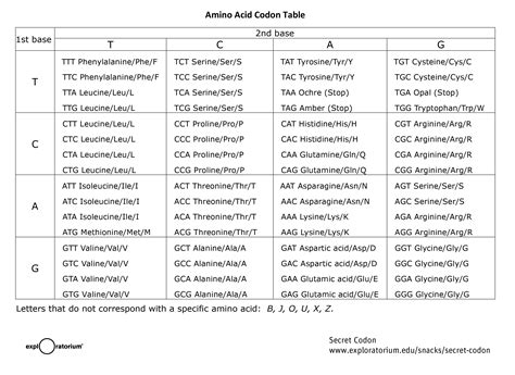 Amino Acid Codon Abbreviation Table | Cabinets Matttroy