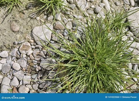 Cyperus fuscus plants stock photo. Image of uncultivated - 141022060