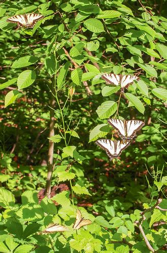 Eastern Tiger Swallowtails | Several dozen Eastern Tiger Swa… | Flickr