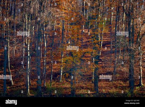 Beautiful Fall Colors of Black Forest, Switzerland Stock Photo - Alamy