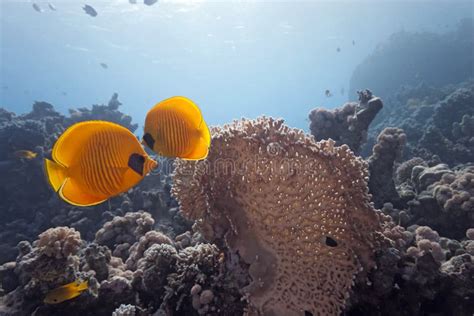 Butterflyfish on the Coral Reef Stock Image - Image of clear, saltwater: 12307943