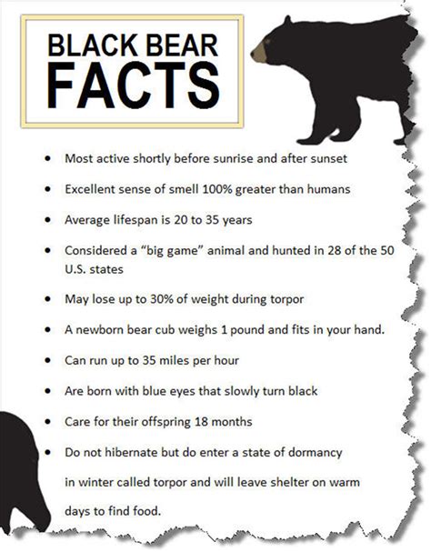 Bear Hunt: 4 Ways to Judge the Size and Age of a Black Bear | Bass Pro Shops