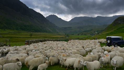 Animals In Snowdonia - Photos All Recommendation