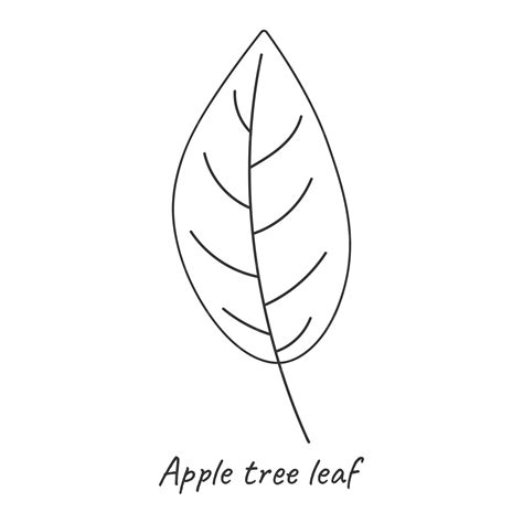 Premium Vector | Apple leaf outline vector illustration