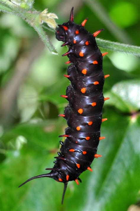 Pipevine Swallowtail Caterpillar, Final Instar | Caterpillar, Swallowtail, Moth caterpillar