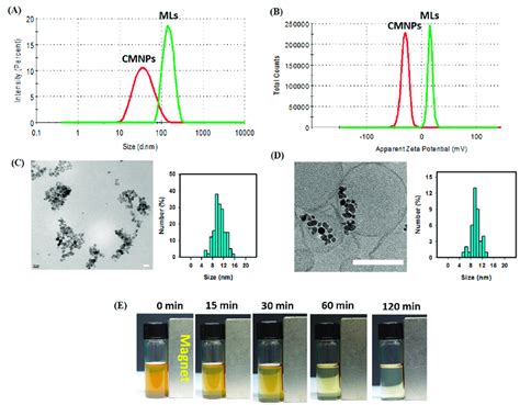 The particle size distribution from the dynamic light scattering (DLS)... | Download Scientific ...