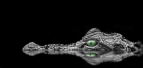 4k Alligator Wallpapers - Wallpaper Cave