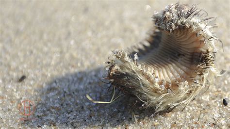 Strange Ocean Creature Found On Cape Cod Beach | Amazingly Beautiful Nature And Travel ...