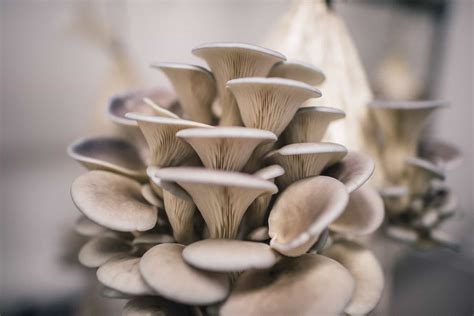 How To Grow Oyster Mushrooms: The Ultimate Step By Step Guide - GroCycle