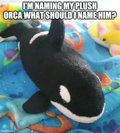 orca Memes & GIFs - Imgflip