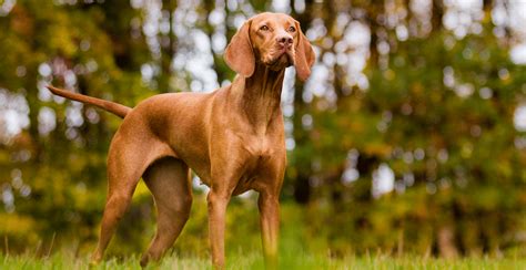 Vizsla Breed Guide (Lifespan, Size & Characteristics)