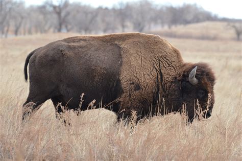 Native Wildlife Species in Colorado